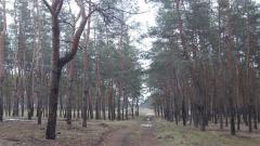 В северодонецком лесу нашли противопехотную мину