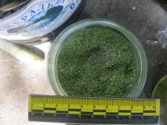 Лабораторию по выращиванию растительных наркотических веществ обнаружили в Лисичанске