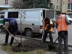На улицах Лисичанска высадят сотню новых деревьев