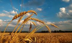 Підприємствами агропромислового комплексу Луганської області на 100 % закінчено роботи по збиранню врожаю ранніх зернових та зернобобових культур у 2015 році