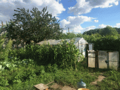На Луганщині виявили теплицю з вирощування елітних сортів конопель