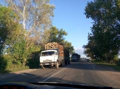 Хто і навіщо вирубує ліси Луганщини