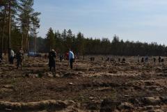 На Донбассе начинают восстанавливать леса после боевых действий